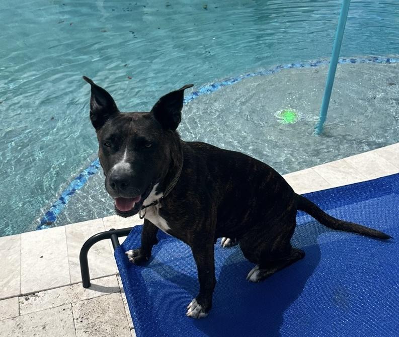 Sheila, a Adoptable mixed breed in Fort Lauderdale, FL image 1/2