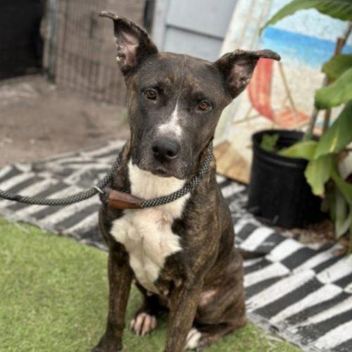 Enlarge Sheila, a Adoptable mixed breed in Fort Lauderdale, FL image 1/2