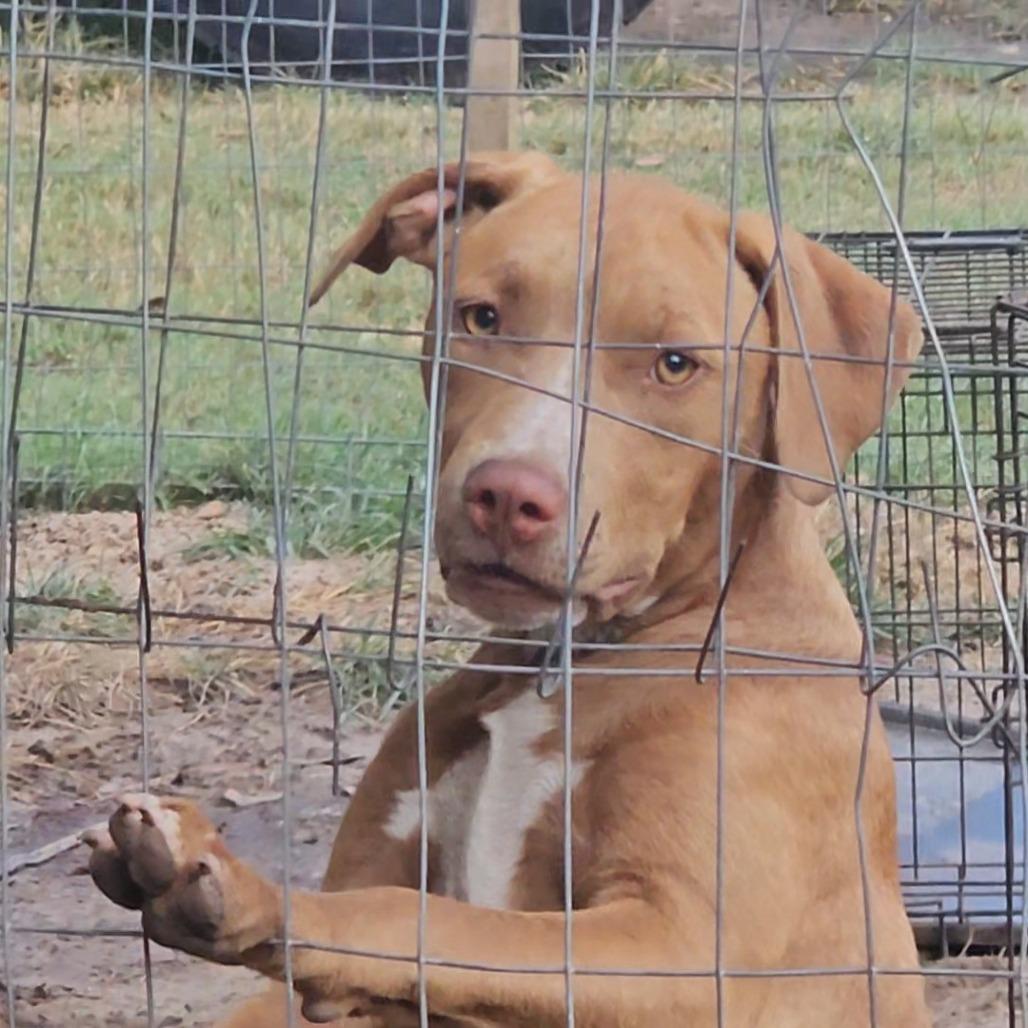 Enlarge Lila, a Adoptable American Staffordshire Terrier in Livingston, TX image 1/1