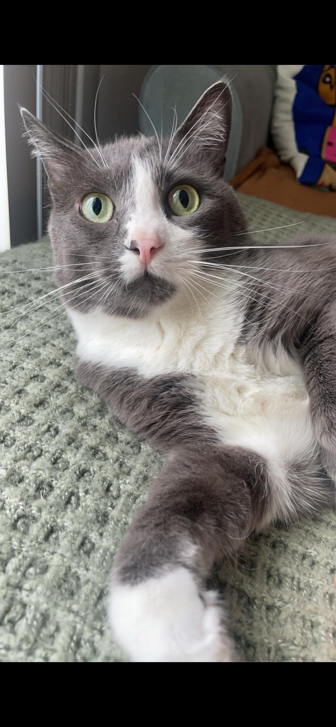 Enlarge Chin Chin, a ADOPTABLE Domestic Short Hair in San Juan Capistrano, CA image 2/2