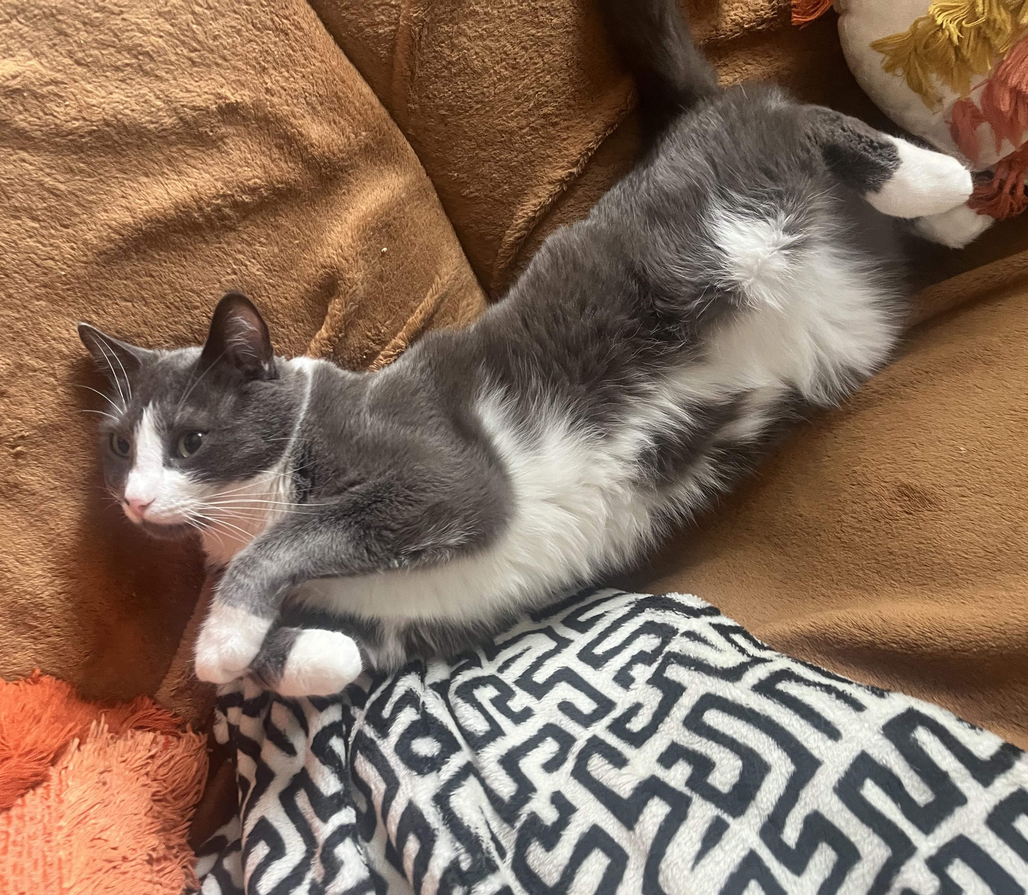 Enlarge Chin Chin, a ADOPTABLE Domestic Short Hair in San Juan Capistrano, CA image 1/2