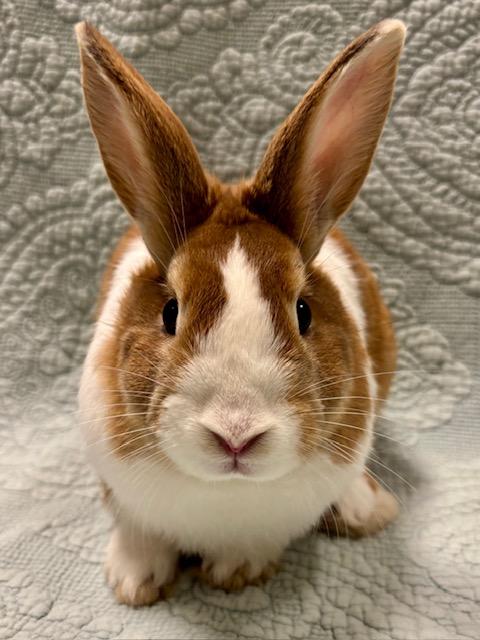 KOEN*, Adoptable, Baby Male Dutch.