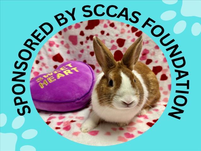 Enlarge KOEN*, a Adoptable Dutch in Santa Cruz, CA image 1/1