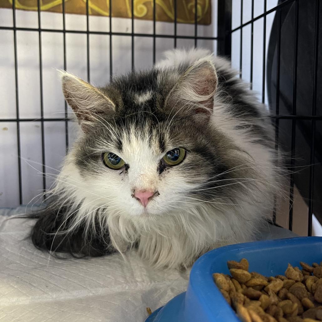 Sasha, Adoptable, Young Female Domestic Short Hair.