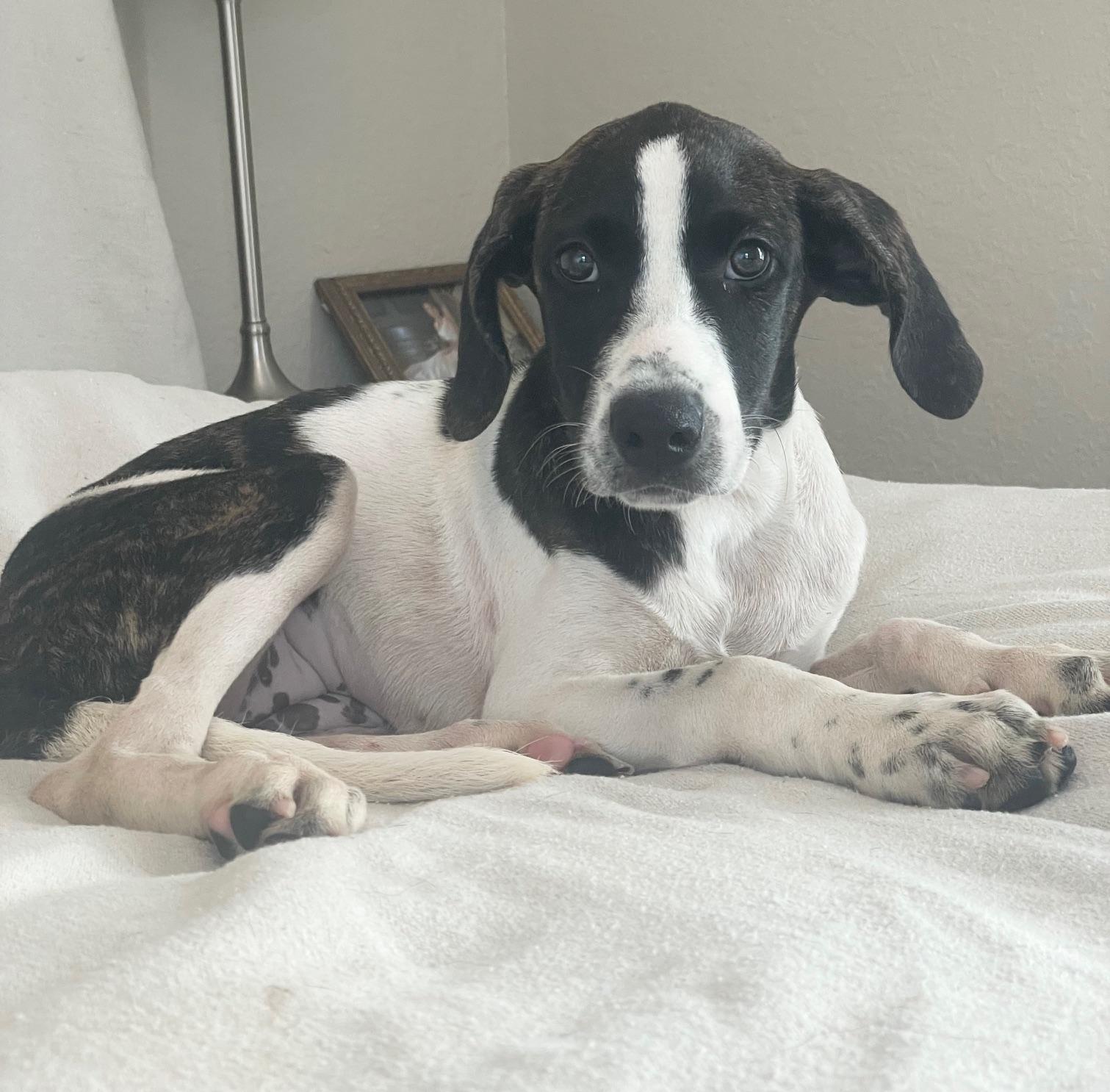 darling Thora, a ADOPTABLE mixed breed in West Hartford , CT image 1/4