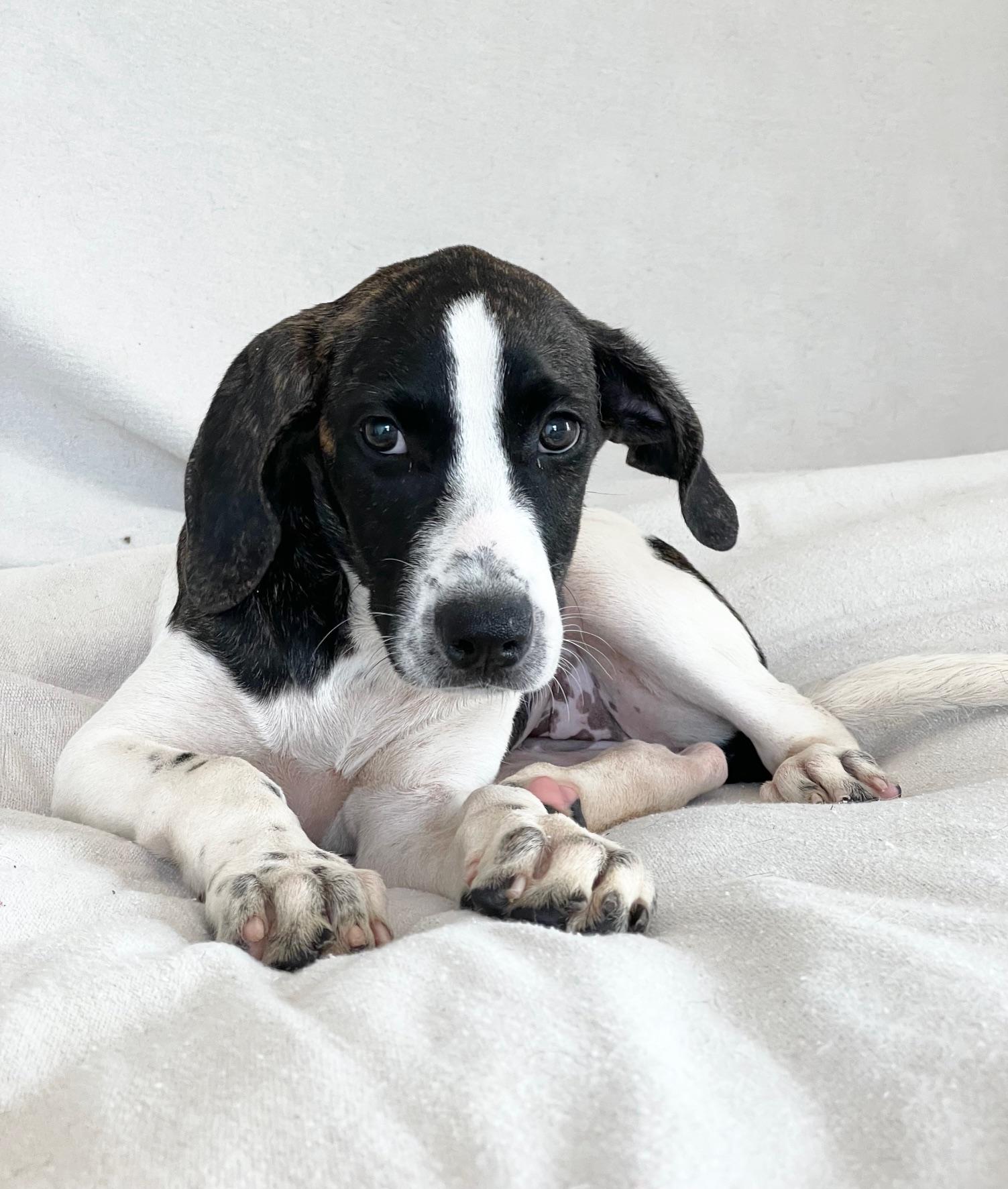 darling Thora, ADOPTABLE, Puppy Female Labrador Retriever & Hound.
