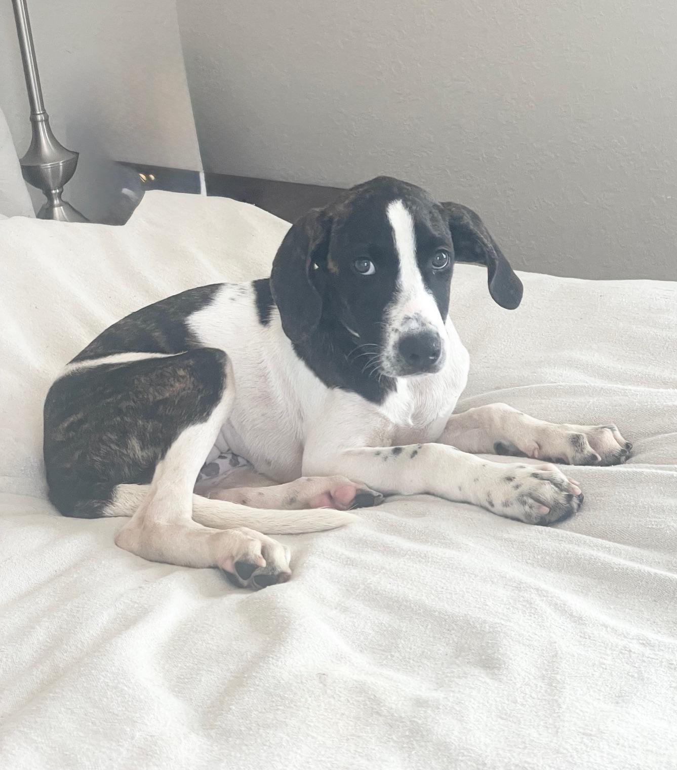 darling Thora, a ADOPTABLE mixed breed in West Hartford , CT image 3/4