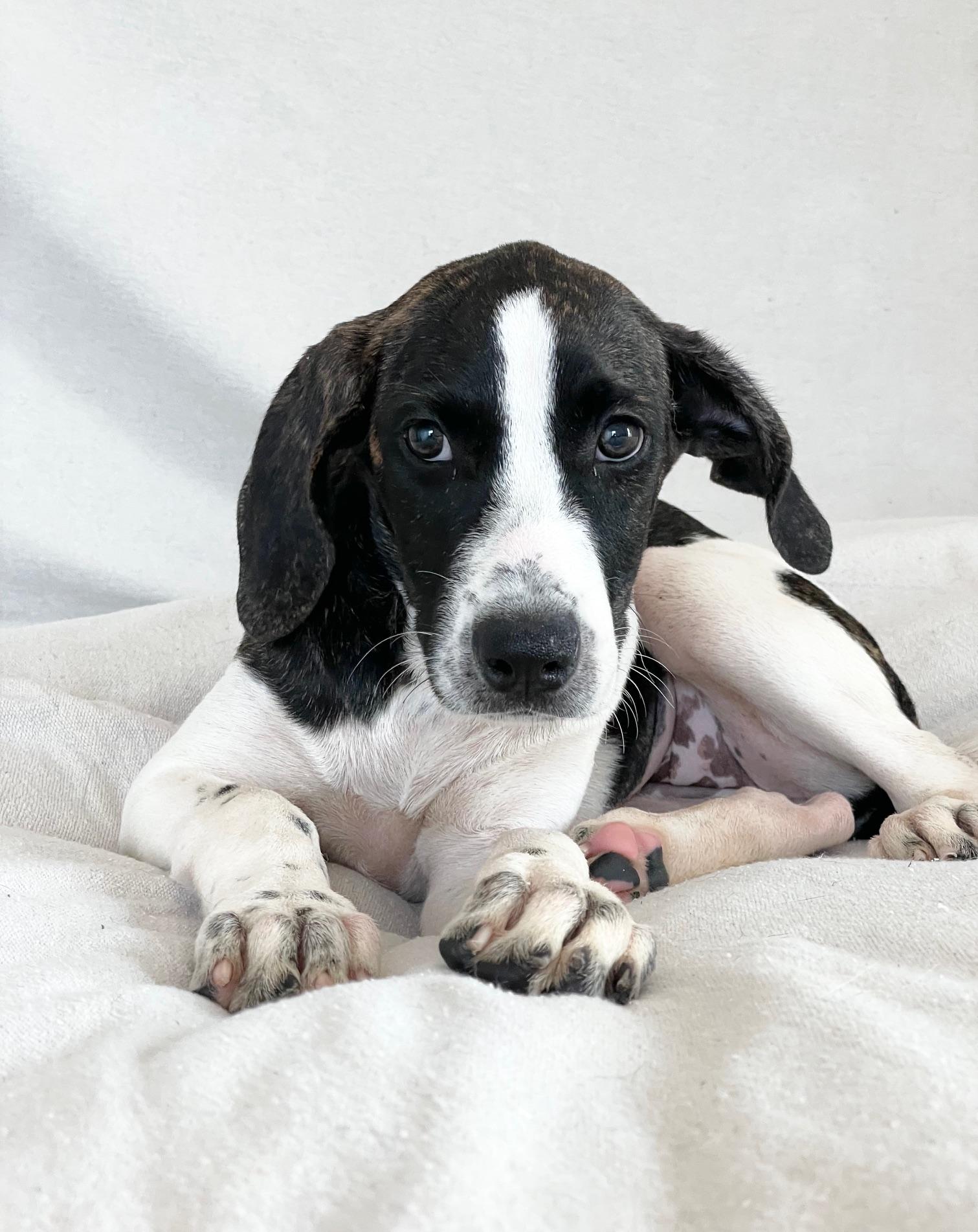 darling Thora, a ADOPTABLE mixed breed in West Hartford , CT image 4/4