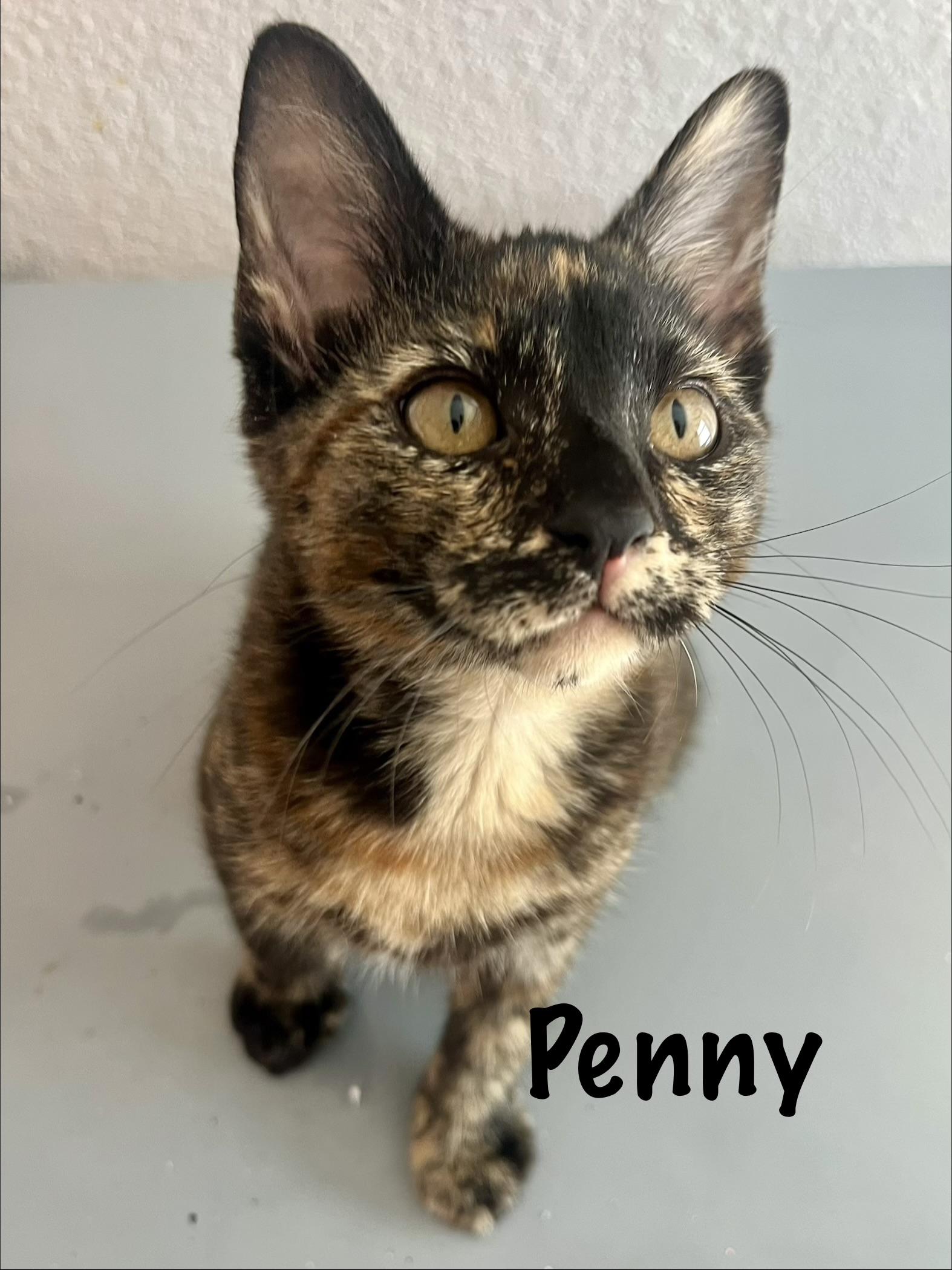 Penelope, ADOPTABLE, Young Female Domestic Short Hair.