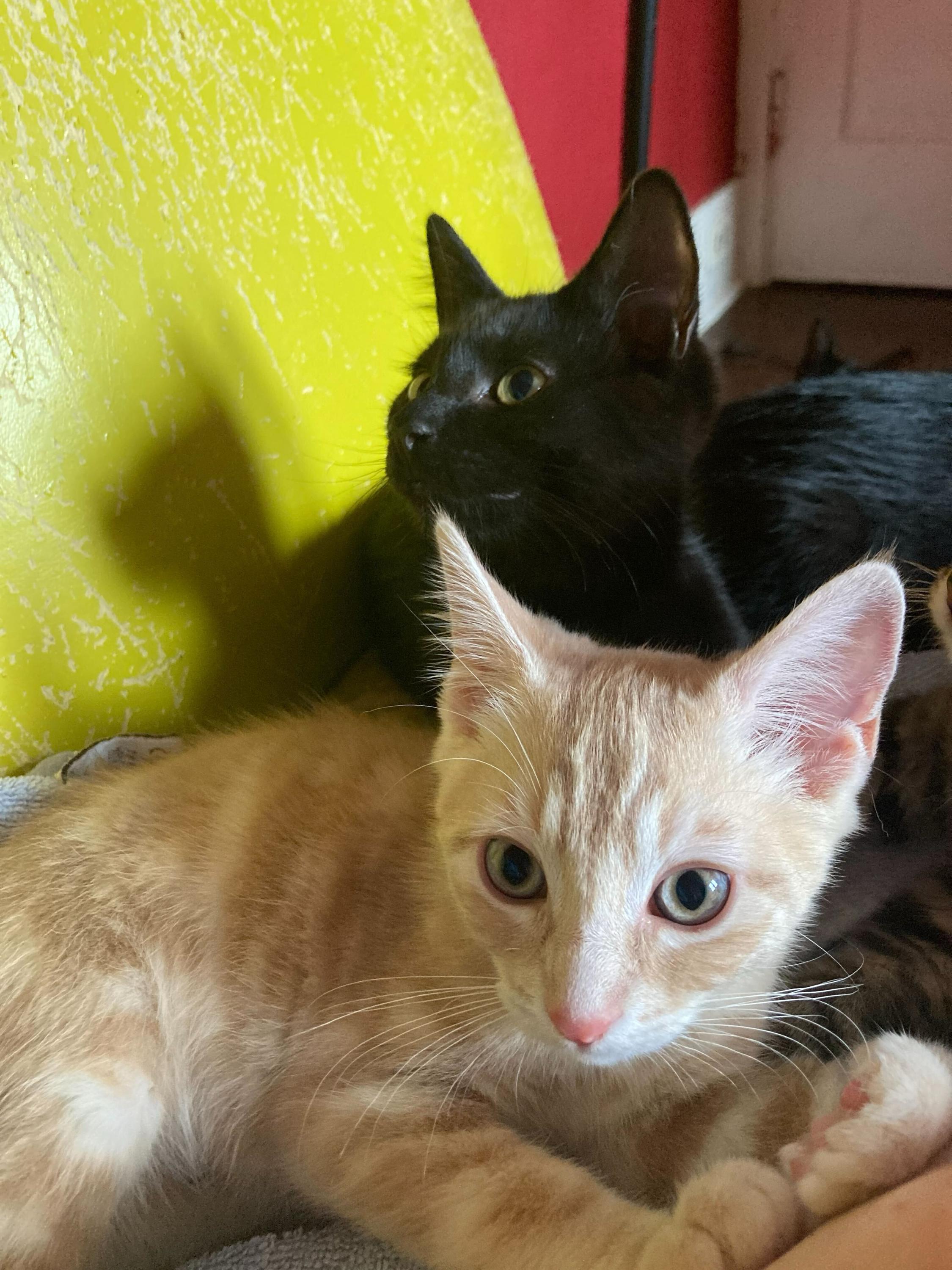 Raspberry and Marionberry, Baby Male unknown