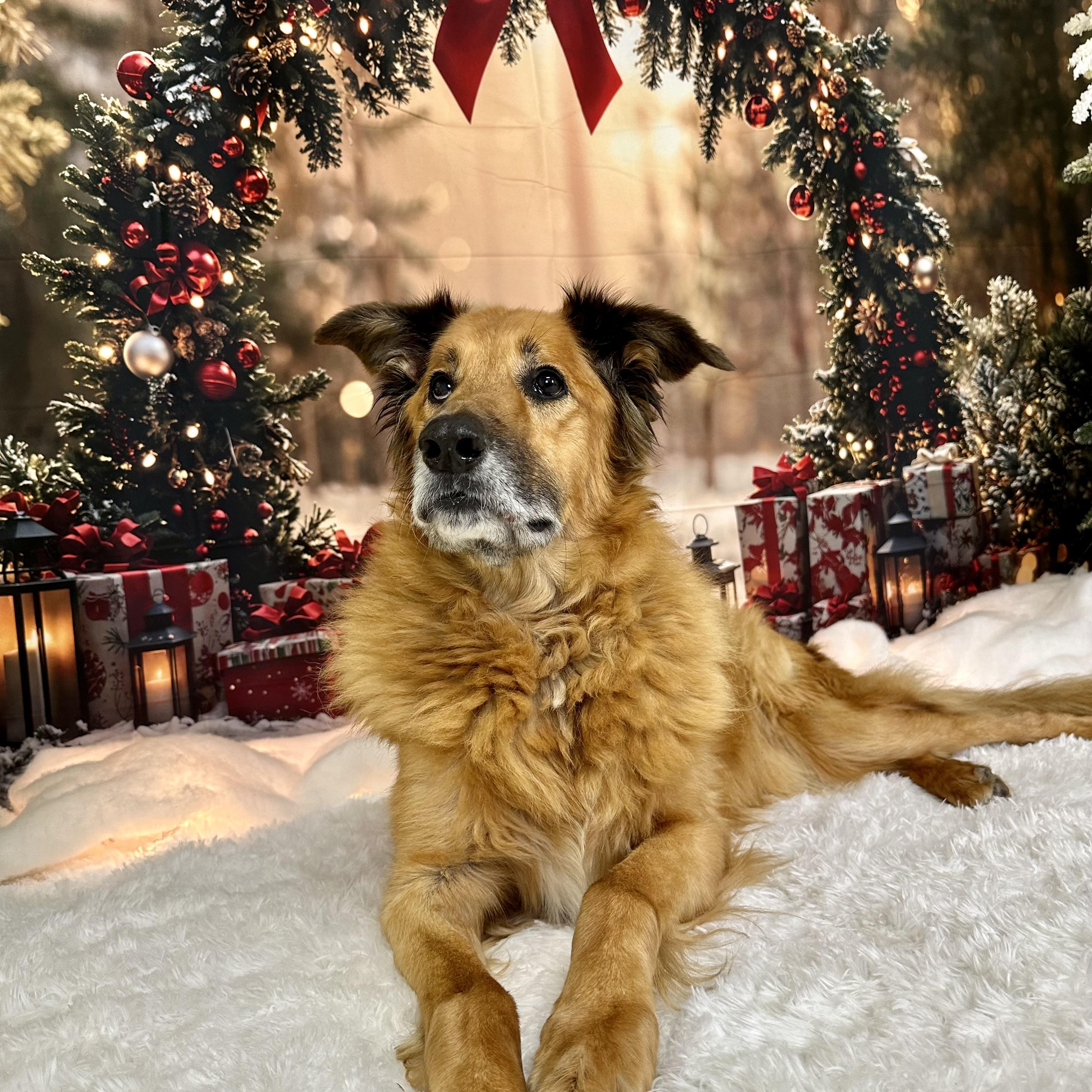 Texas, ADOPTABLE, Senior Male German Shepherd Dog & Golden Retriever.