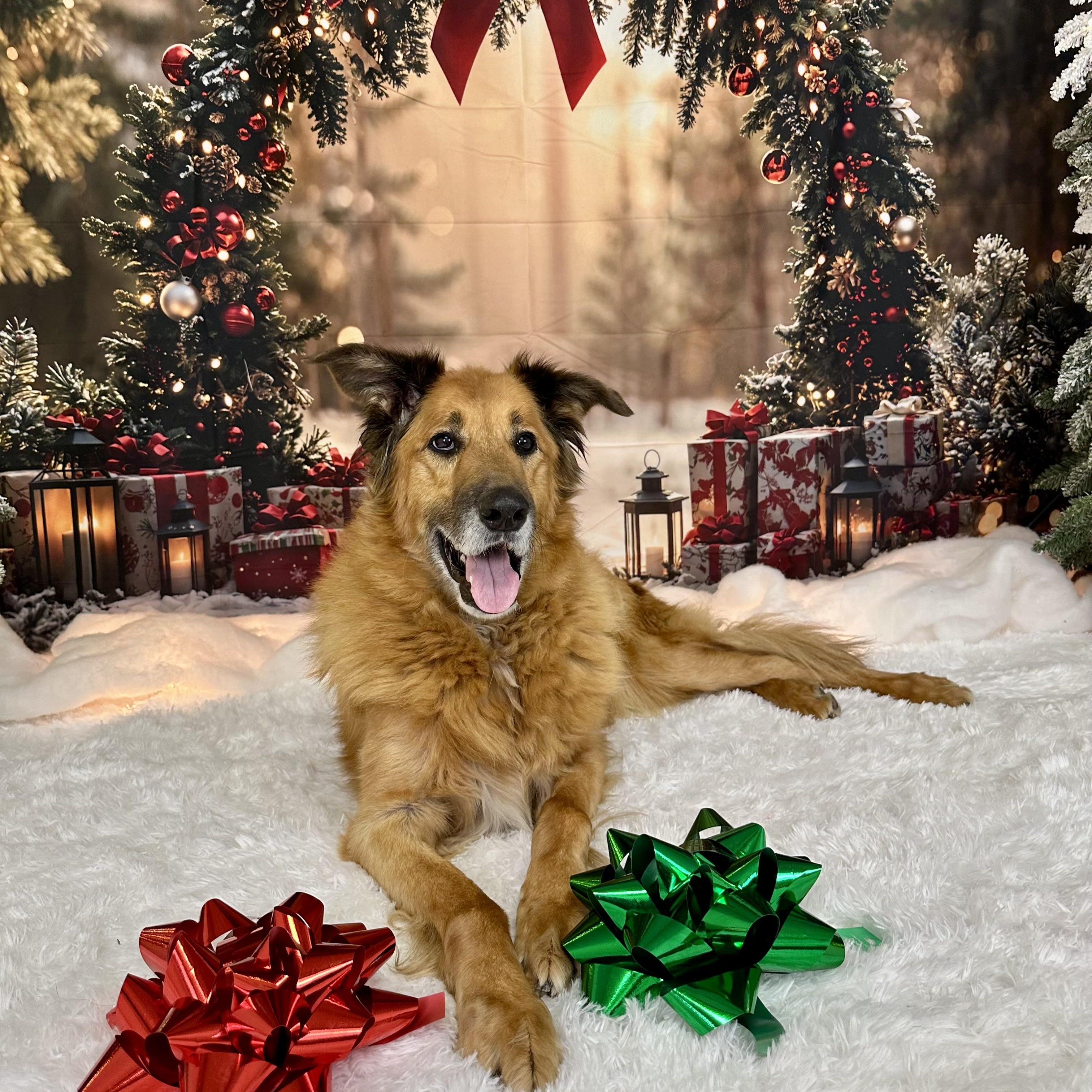 Texas, a ADOPTABLE mixed breed in Pacific, MO image 2/3