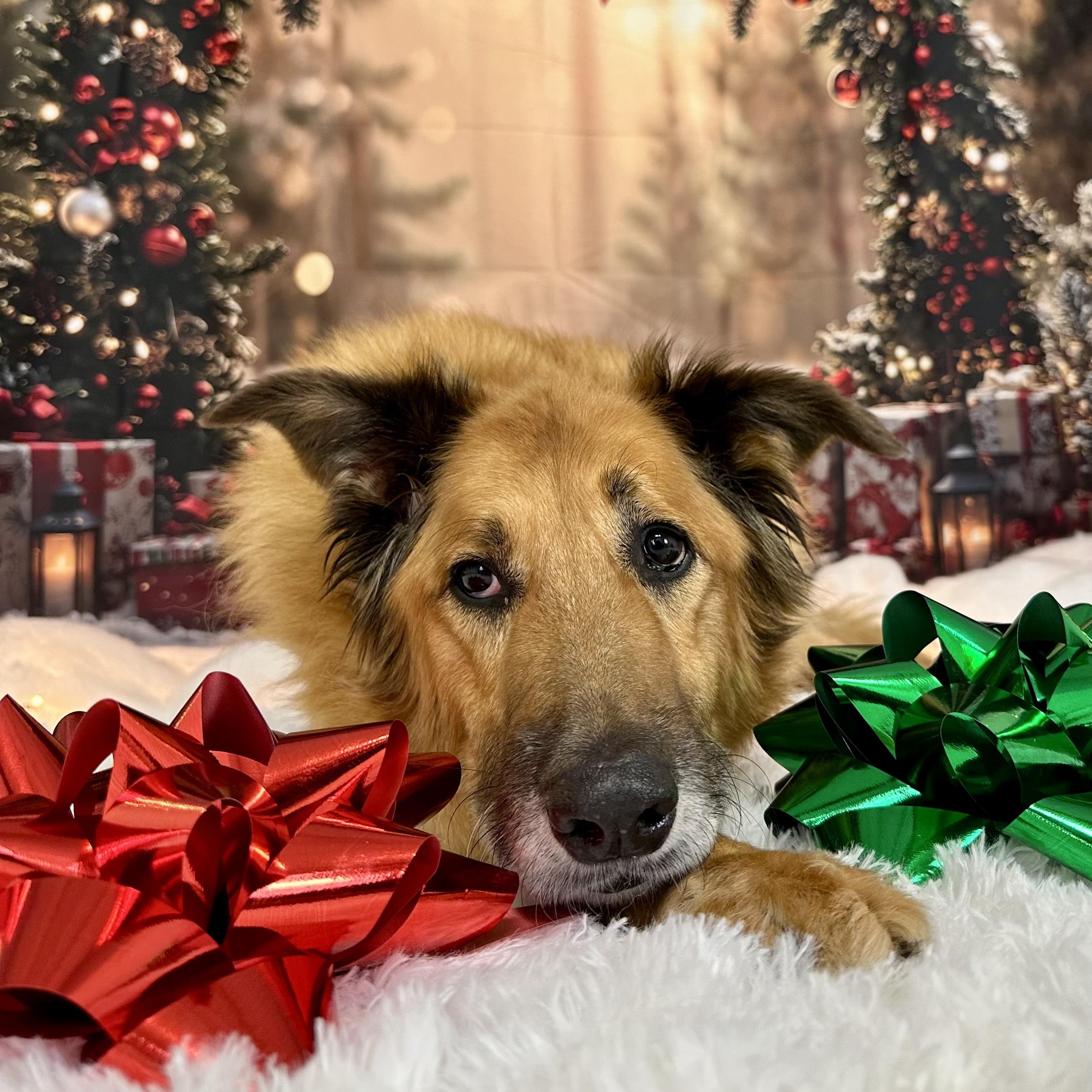 Texas, a ADOPTABLE mixed breed in Pacific, MO image 3/3