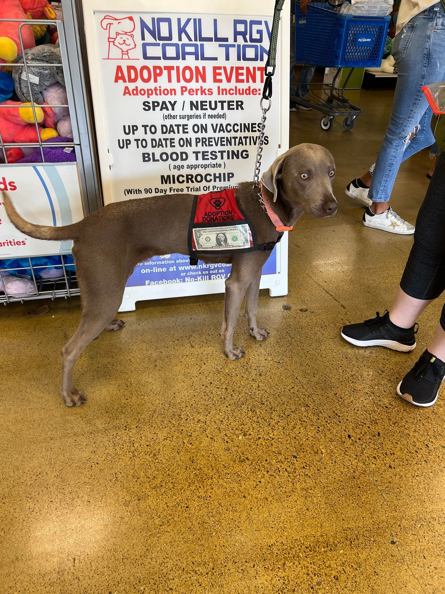 Sweetie Bell, Adopted, Young Female Weimaraner.