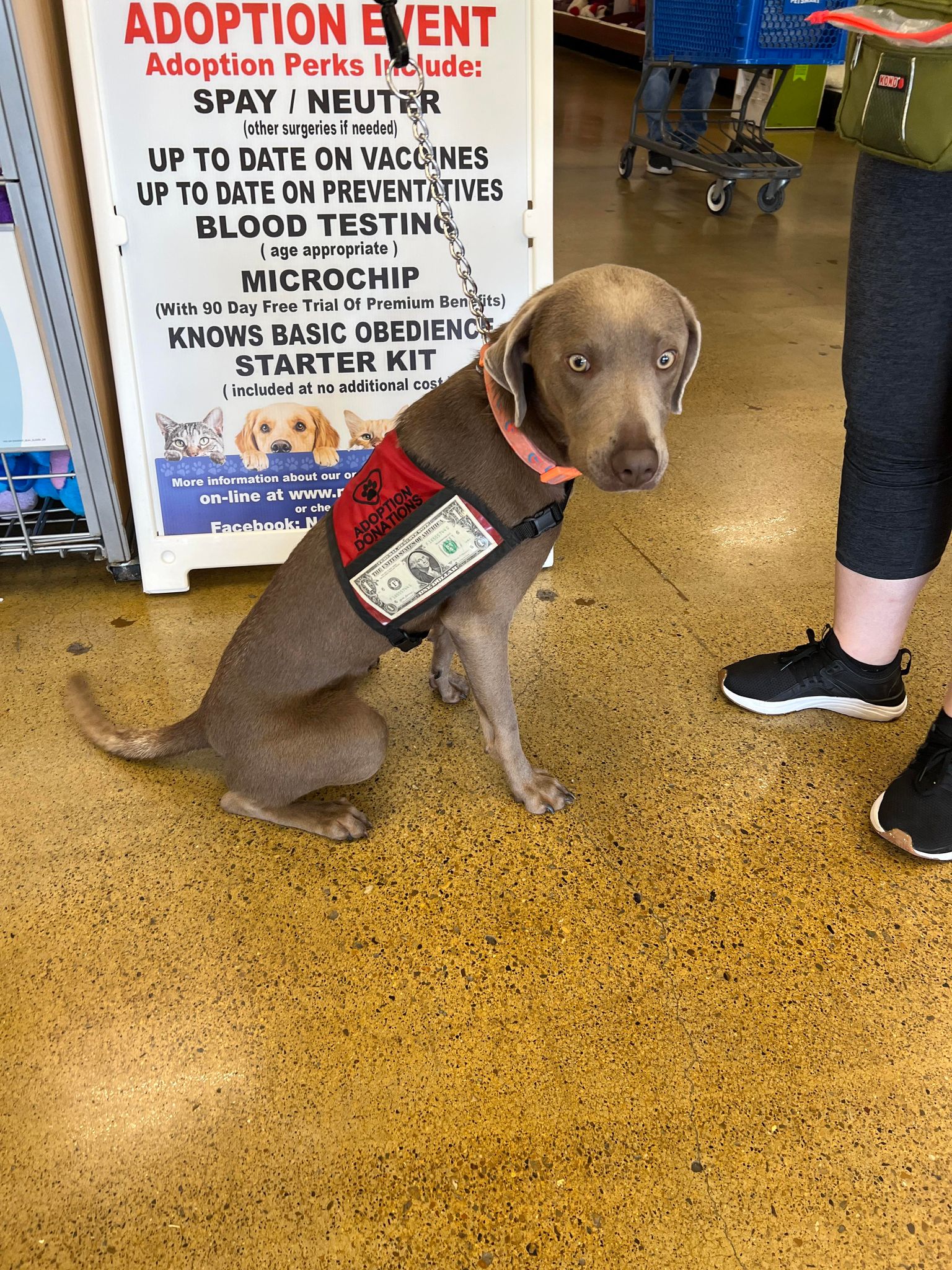 Sweetie Bell, a Adopted Weimaraner in San Juan, TX image 2/2