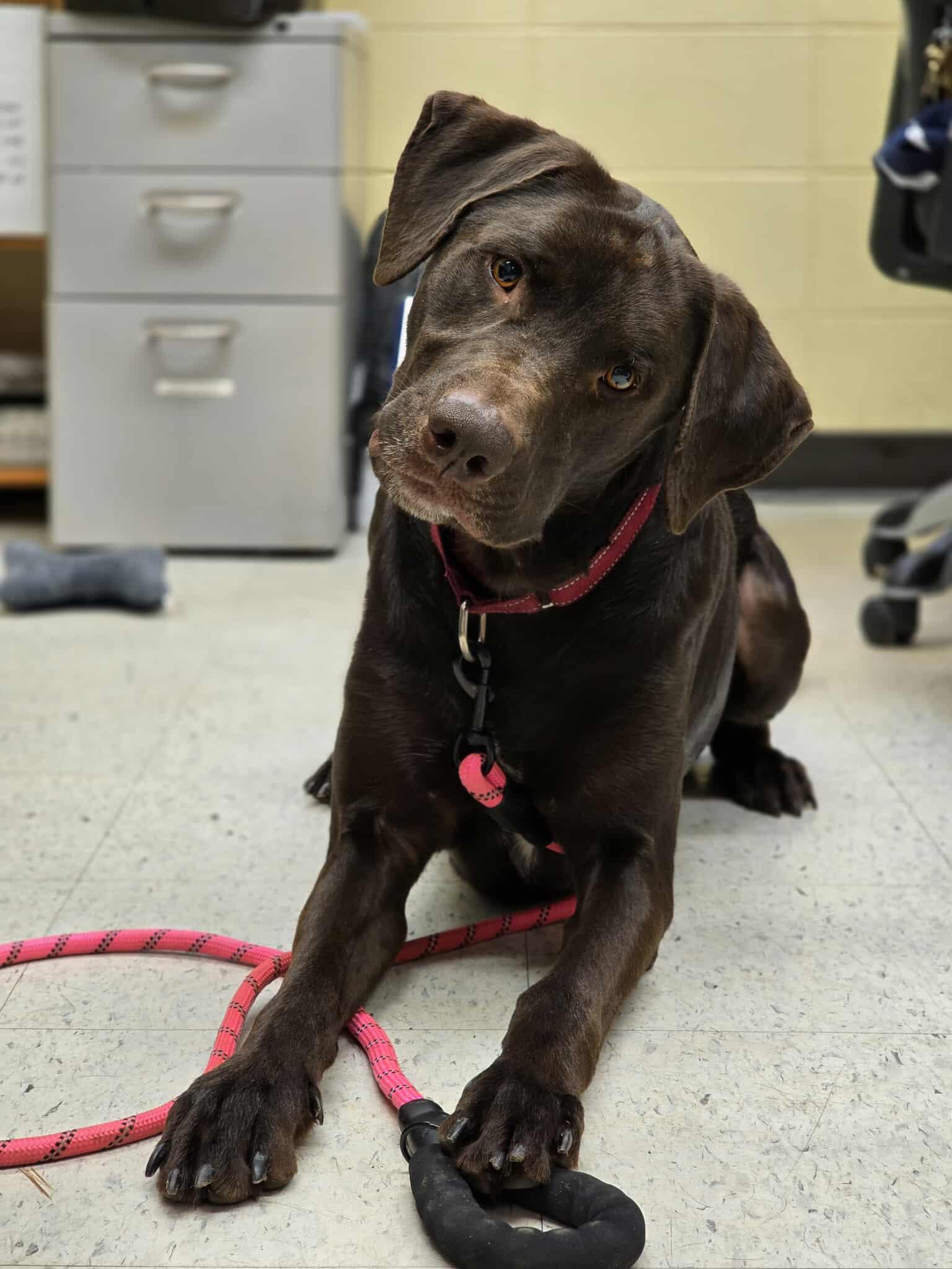 Enlarge Trigger, a Adoptable mixed breed in Grants Pass, OR image 2/5