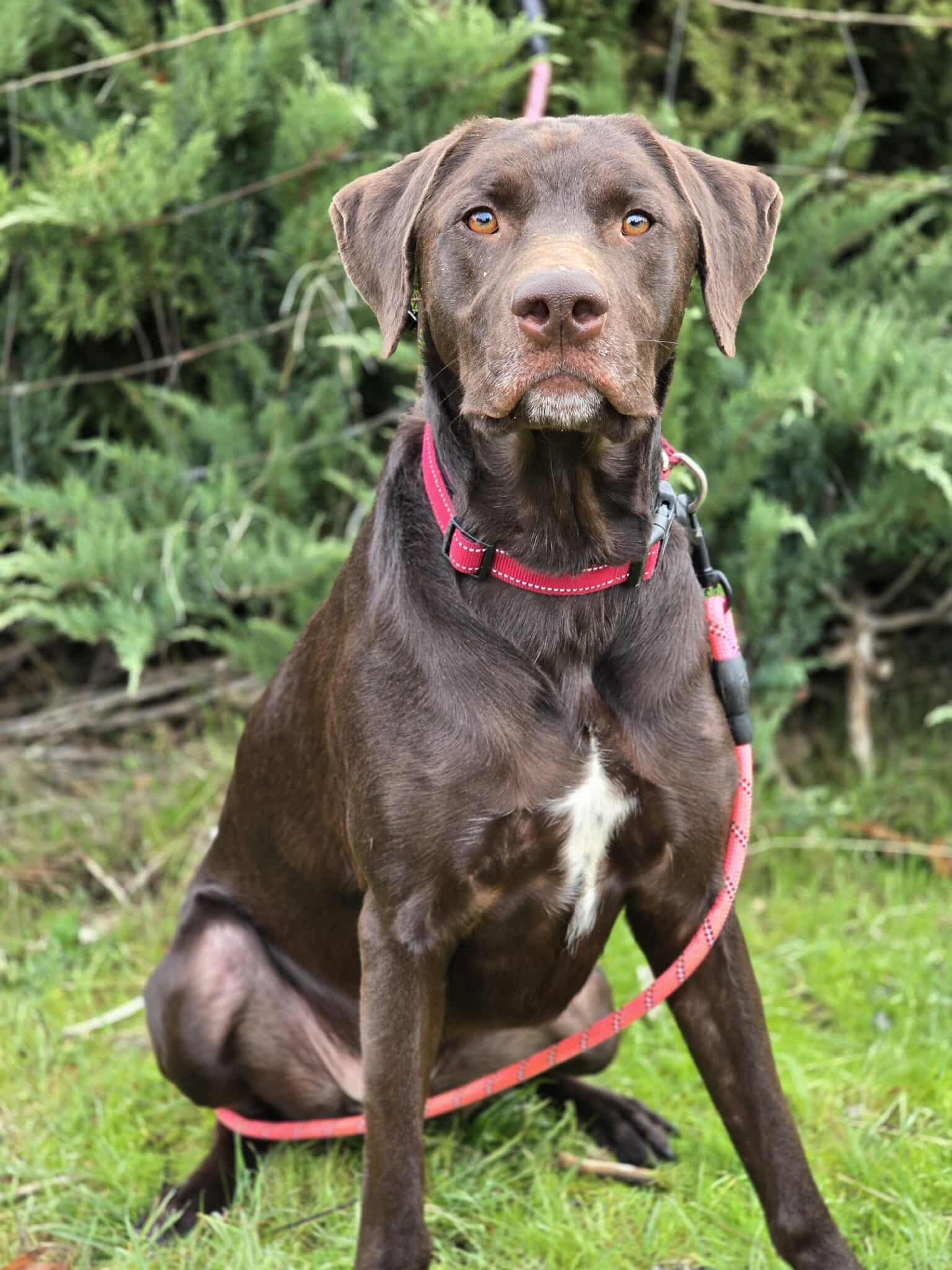 Enlarge Trigger, a Adoptable mixed breed in Grants Pass, OR image 3/5