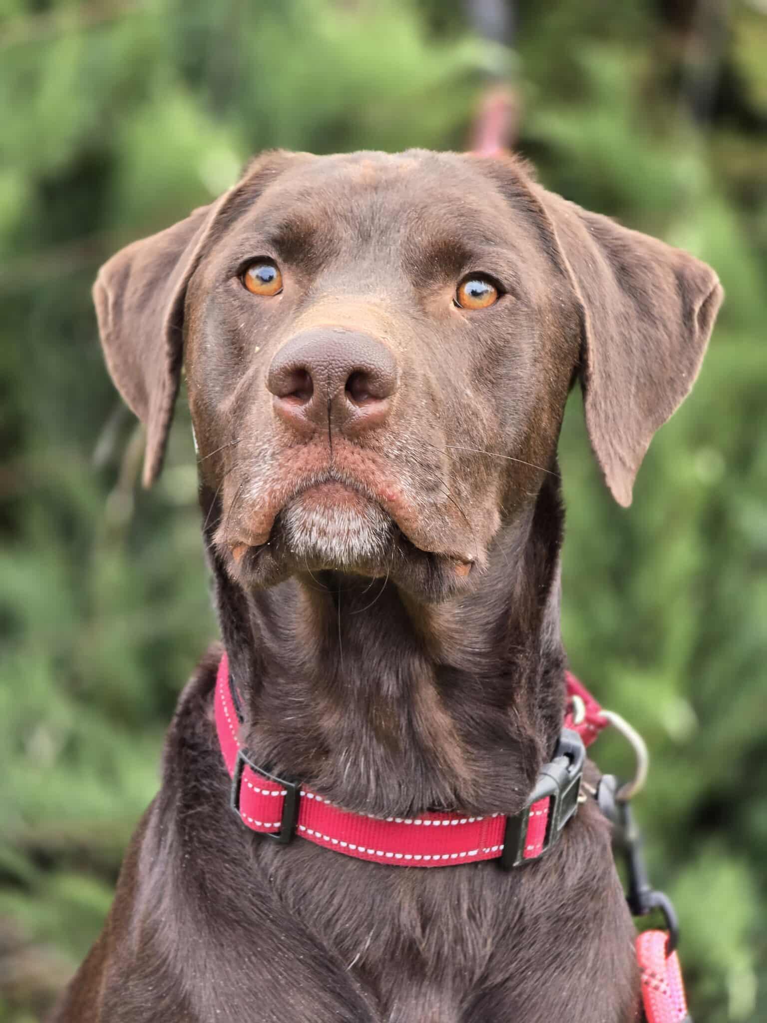 Enlarge Trigger, a Adoptable mixed breed in Grants Pass, OR image 1/5