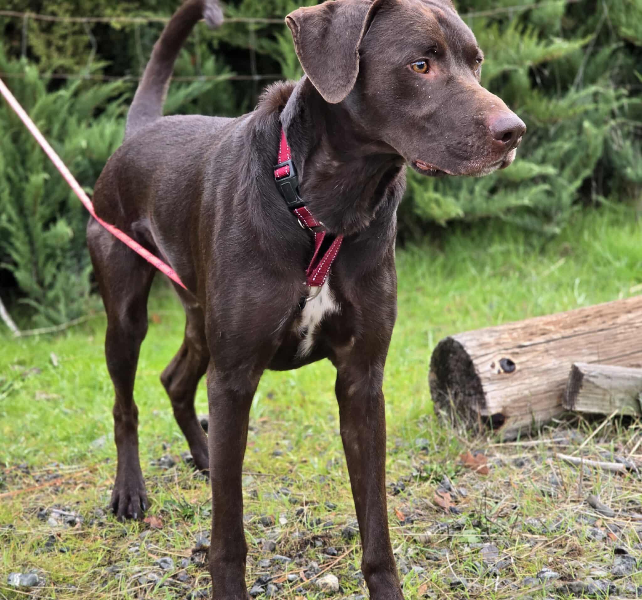 Enlarge Trigger, a Adoptable mixed breed in Grants Pass, OR image 5/5