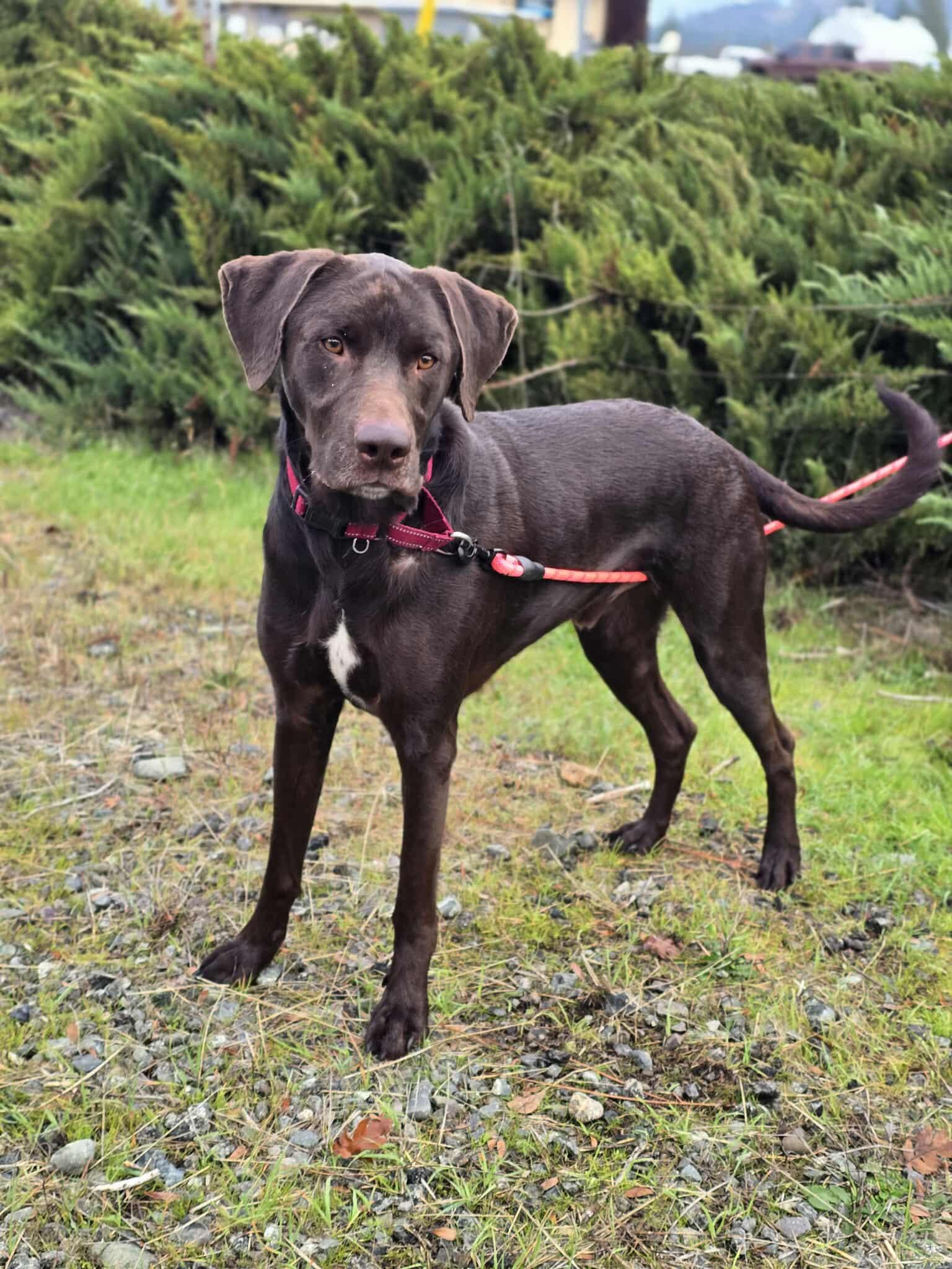 Enlarge Trigger, a Adoptable mixed breed in Grants Pass, OR image 4/5