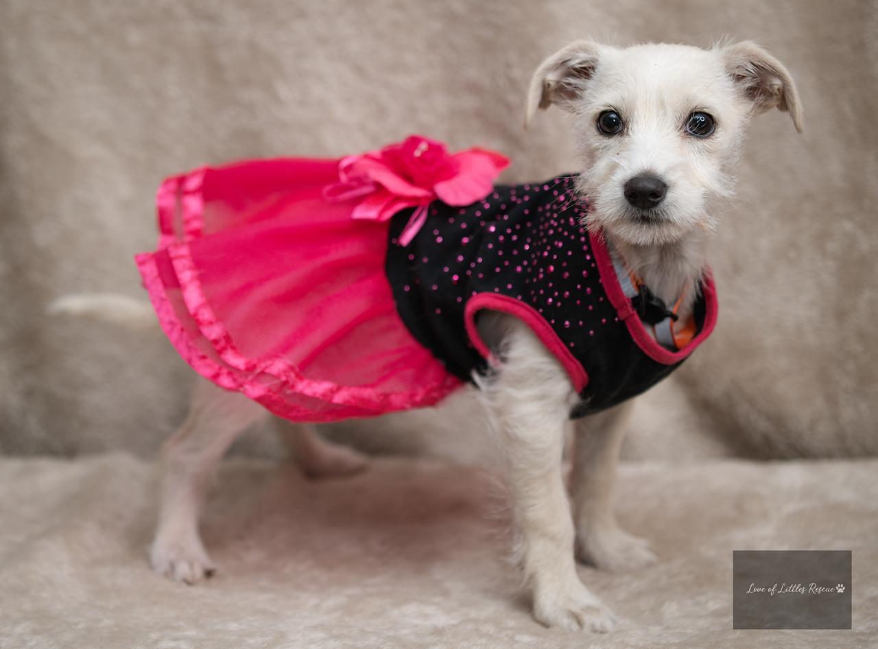 Enlarge Pearl, an adopted mixed breed in Heiskell, TN image 6/6