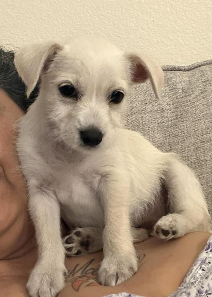 Enlarge Pearl, an adopted mixed breed in Heiskell, TN image 2/6