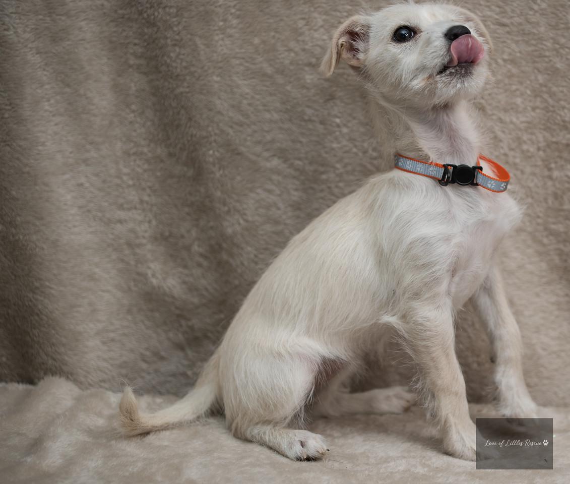 Enlarge Pearl, an adopted mixed breed in Heiskell, TN image 5/6