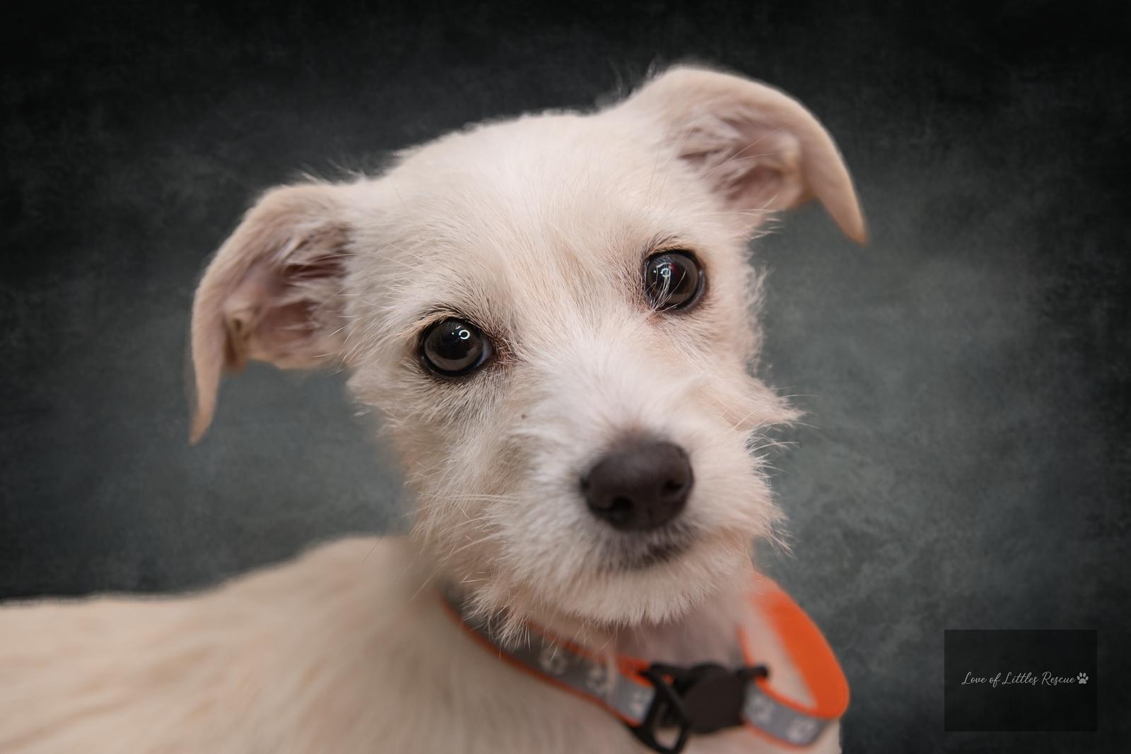 Enlarge Pearl, an adopted mixed breed in Heiskell, TN image 4/6