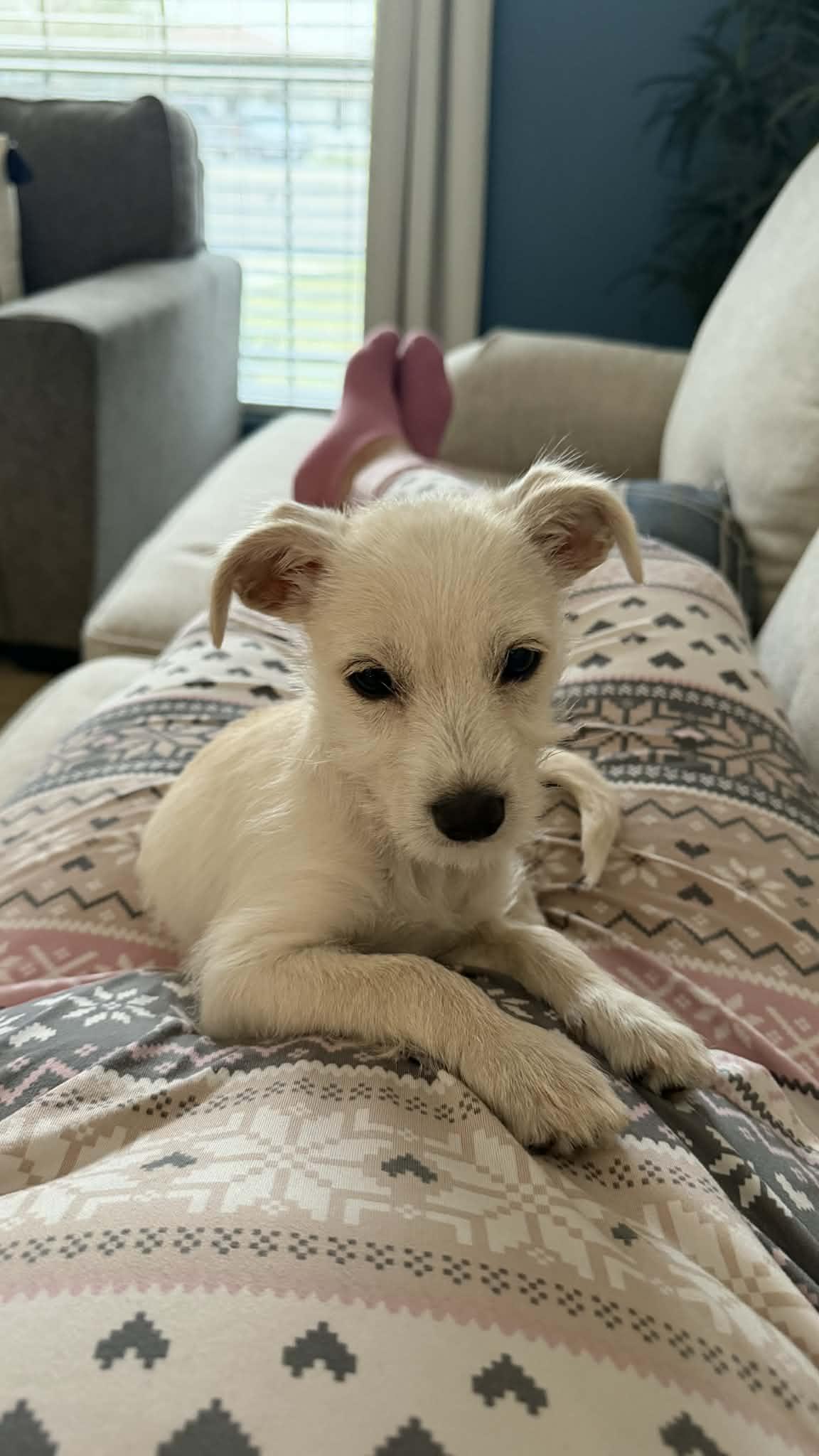 Enlarge Pearl, an adopted mixed breed in Heiskell, TN image 3/6