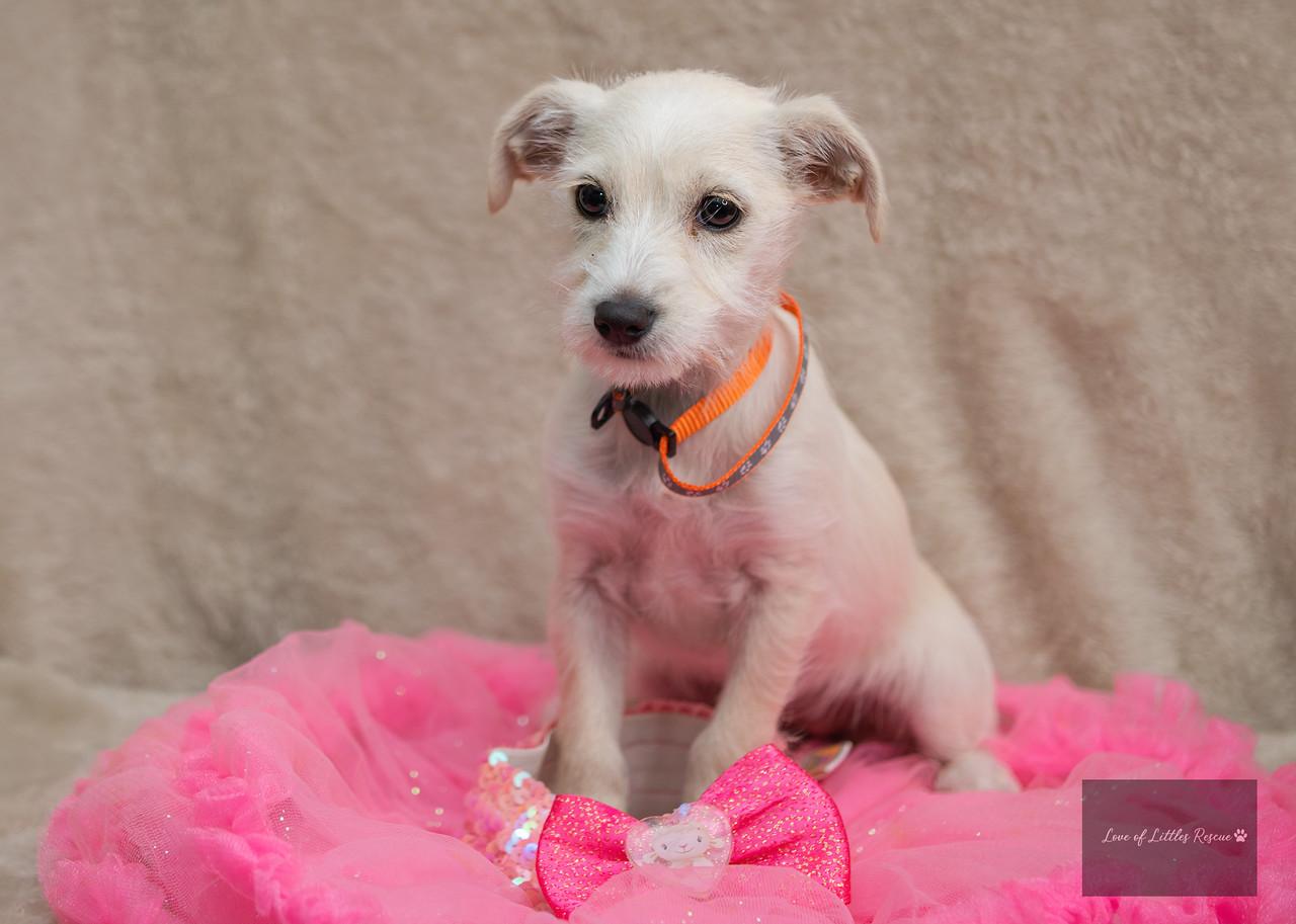 Enlarge Pearl, an adopted mixed breed in Heiskell, TN image 1/6