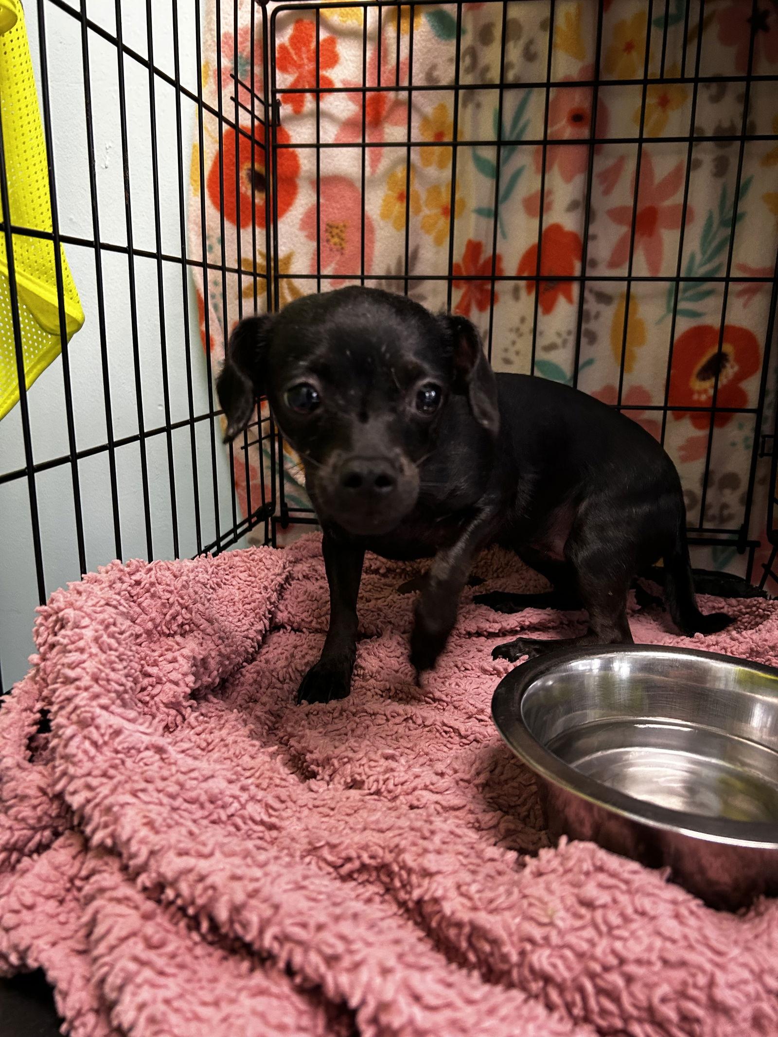 Enlarge Corazon, a Adoptable Chihuahua in Chico, CA image 1/1