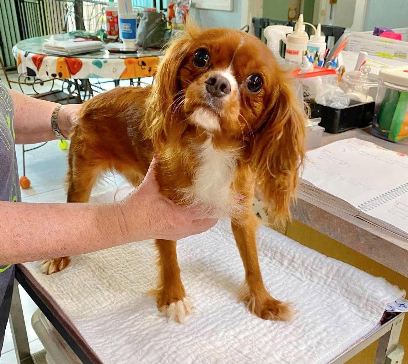 Ladybug (NOT YET AVAILABLE), Adopted, Adult Female Cavalier King Charles Spaniel.
