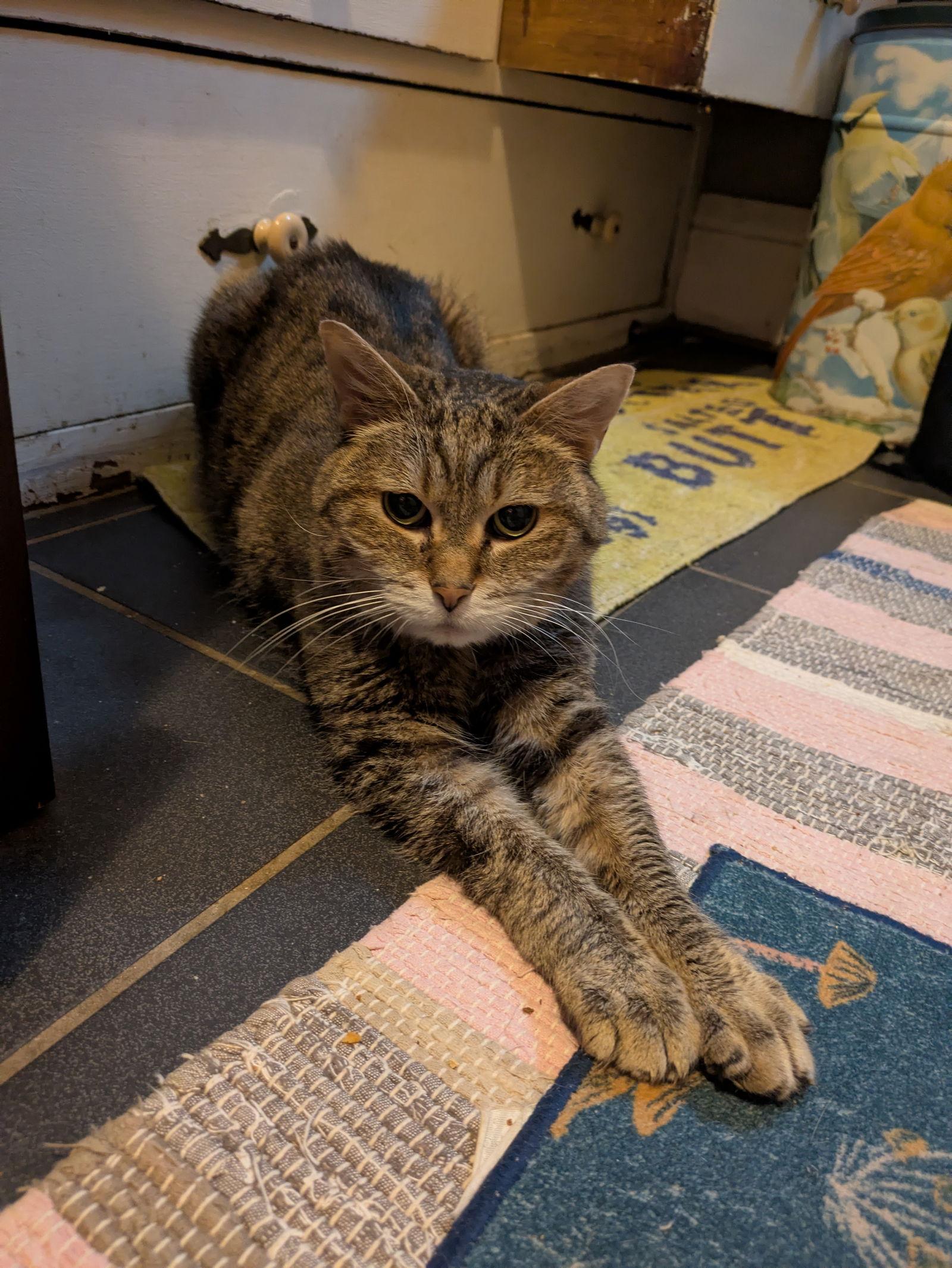 Enlarge Ladi, a Adoptable mixed breed in Minneapolis, MN image 1/3