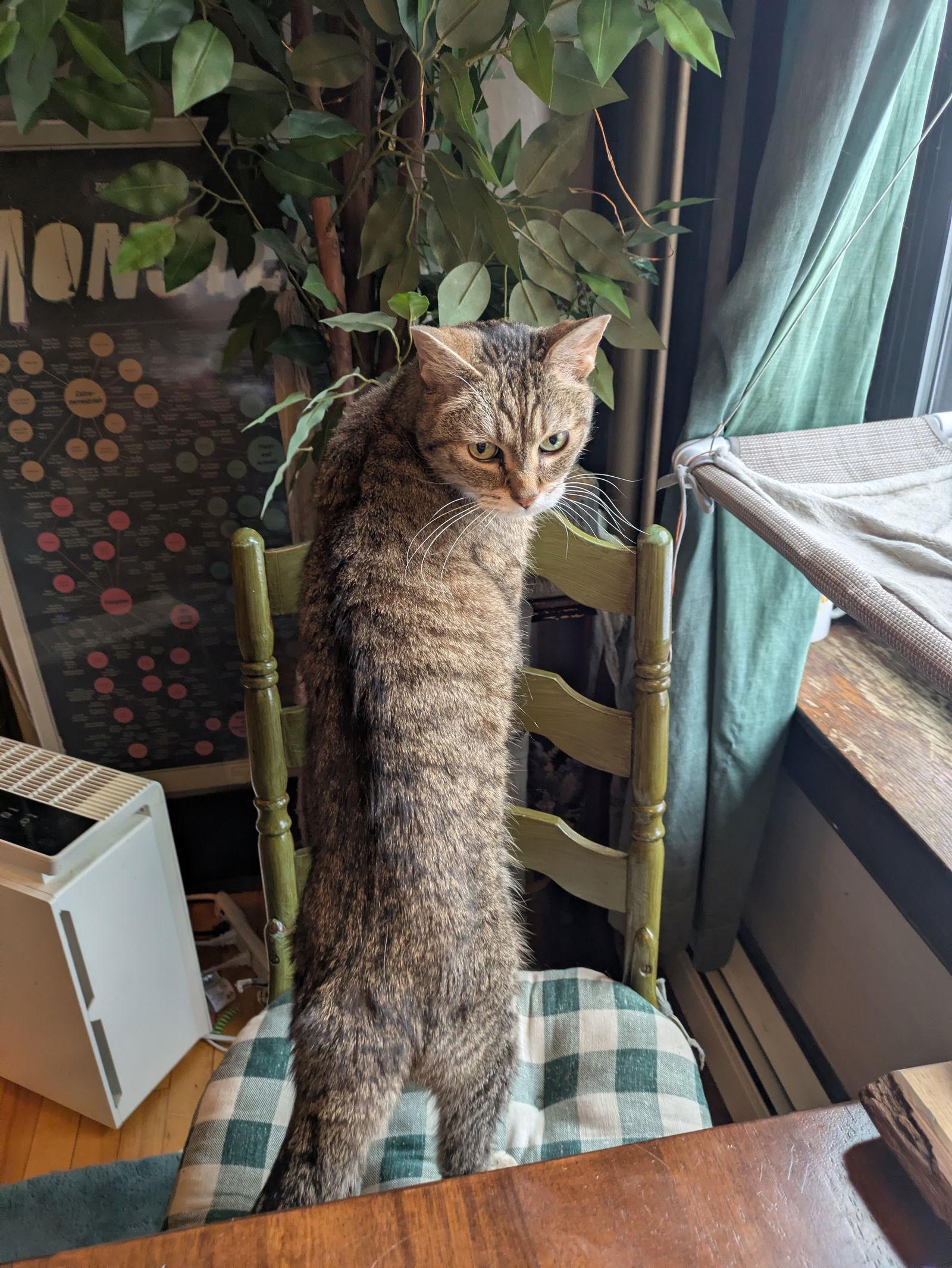 Enlarge Ladi, a Adoptable mixed breed in Minneapolis, MN image 2/3