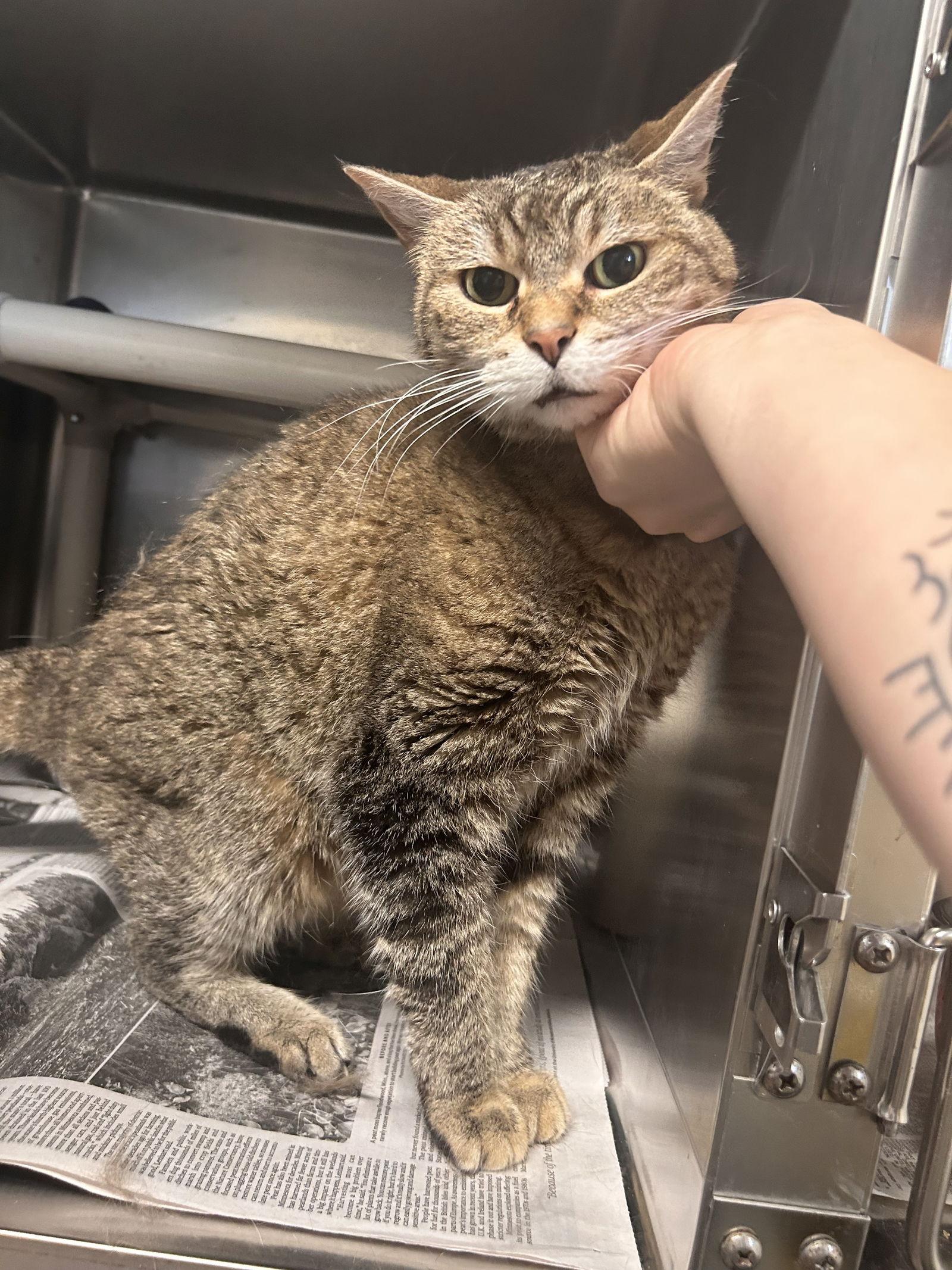 Enlarge Ladi, a Adoptable mixed breed in Minneapolis, MN image 3/3