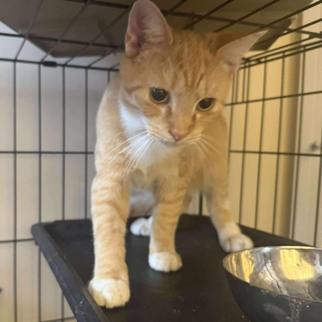 Enlarge Cinnamon Swirl, a Adoptable Domestic Short Hair in Bottineau, ND image 1/1