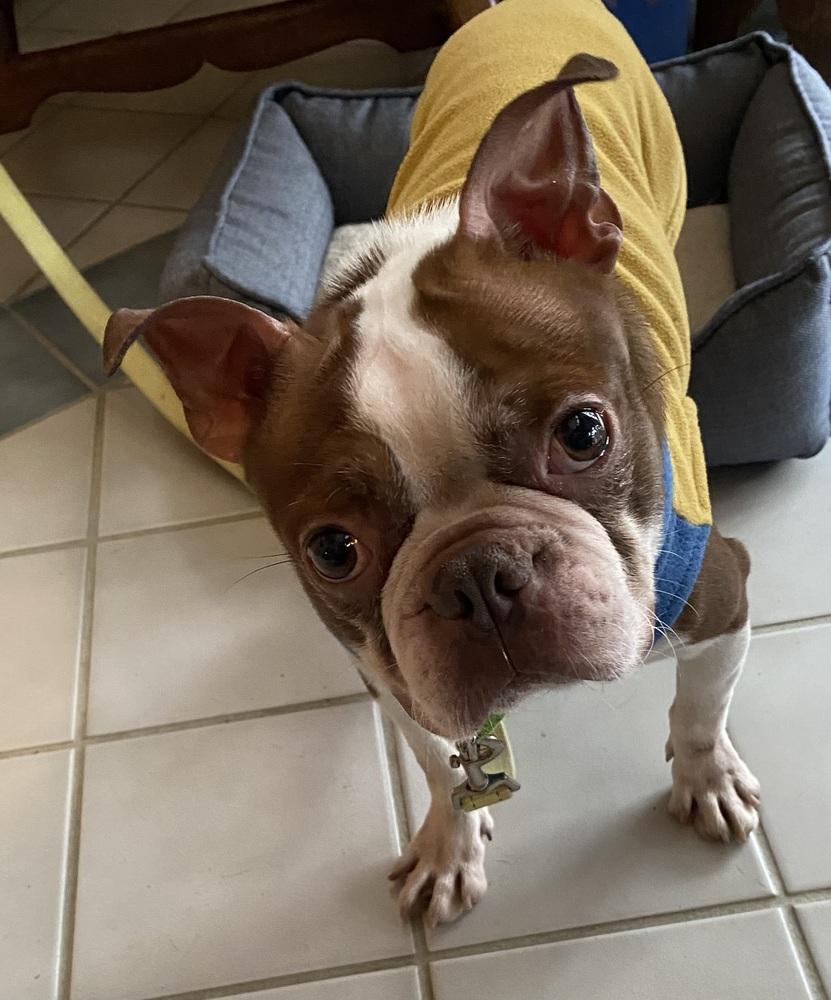 Enlarge Bruce Morgan KY4826, a Adoptable mixed breed in Maryville, TN image 1/5