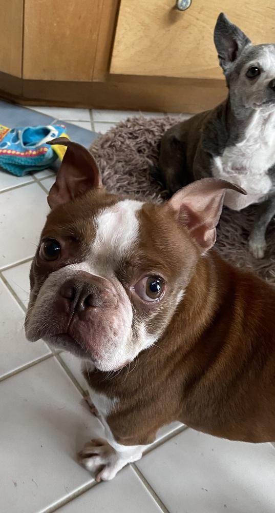 Enlarge Bruce Morgan KY4826, a Adoptable mixed breed in Maryville, TN image 2/5