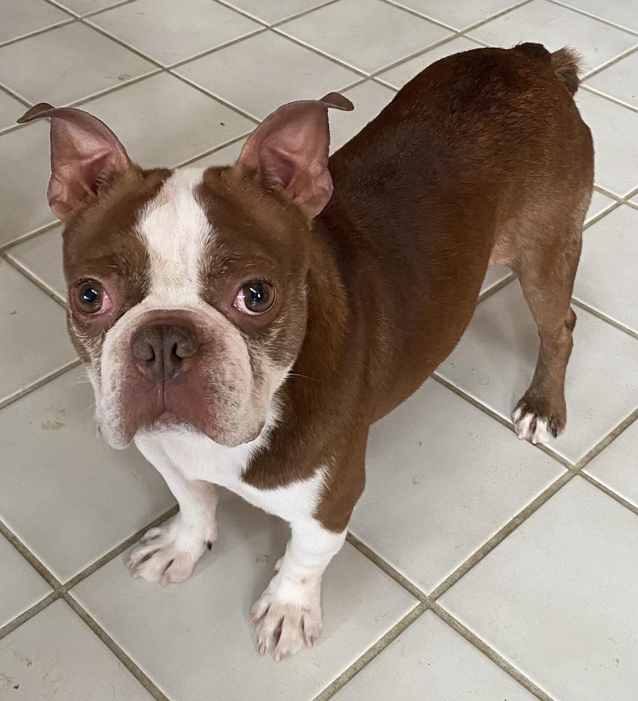 Enlarge Bruce Morgan KY4826, a Adoptable mixed breed in Maryville, TN image 5/5