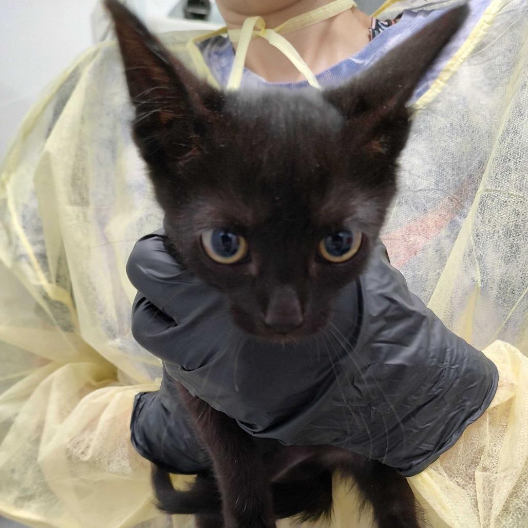 Ventura, a Adoptable Domestic Short Hair image 1/2