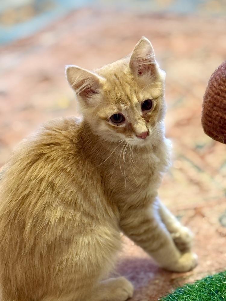 Enlarge Jasper, a Adoptable Domestic Long Hair in Stockton, CA image 1/1