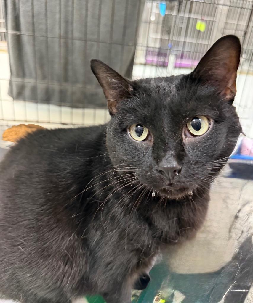 Thunder, Adoptable, Adult Female Domestic Short Hair.