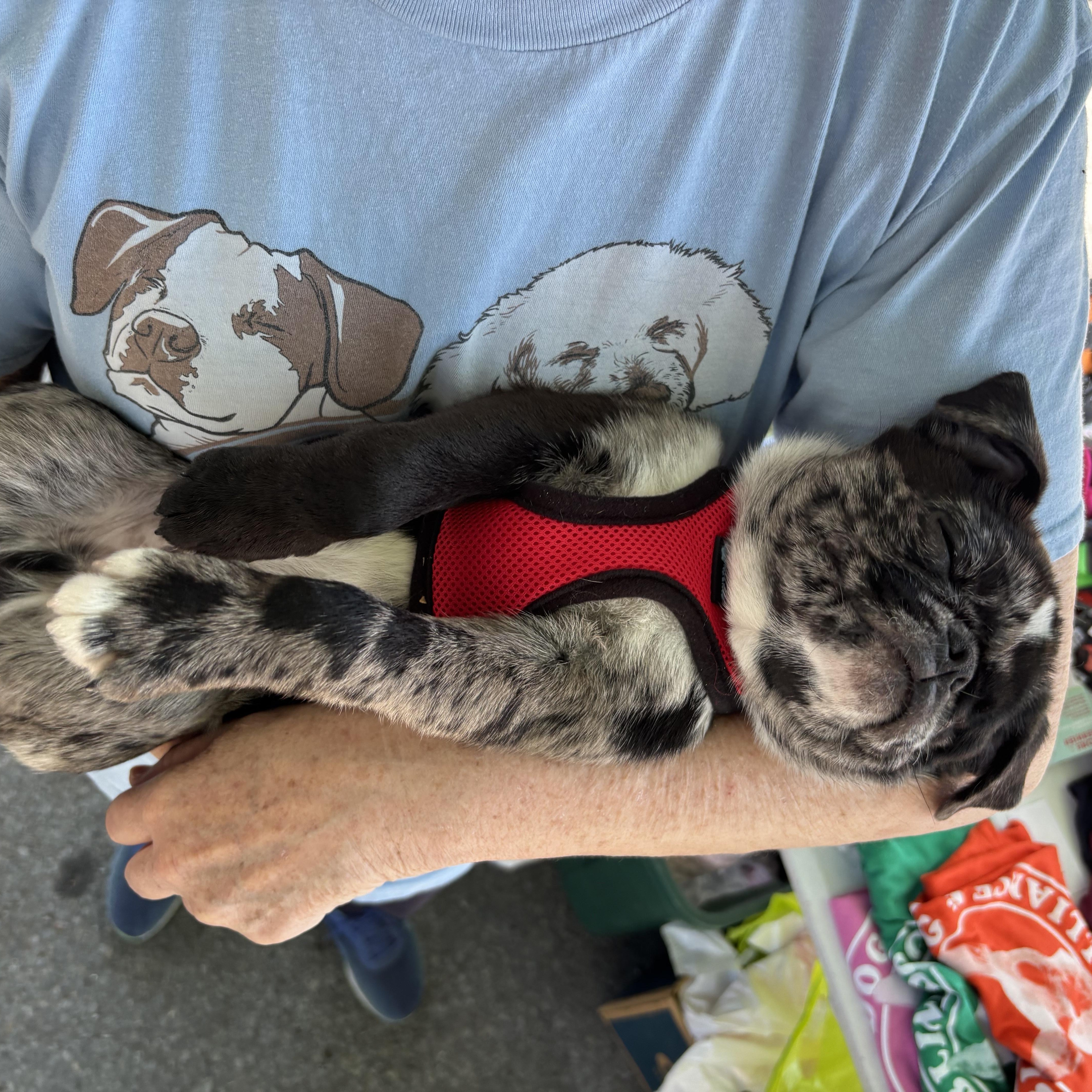 Enlarge Crosby  adoption pending!, a Adopted mixed breed in Lock Haven, PA image 2/4