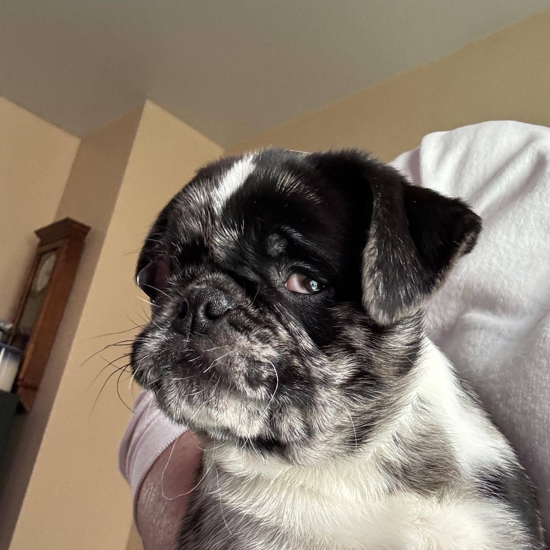 Enlarge Crosby  adoption pending!, a Adopted mixed breed in Lock Haven, PA image 1/4