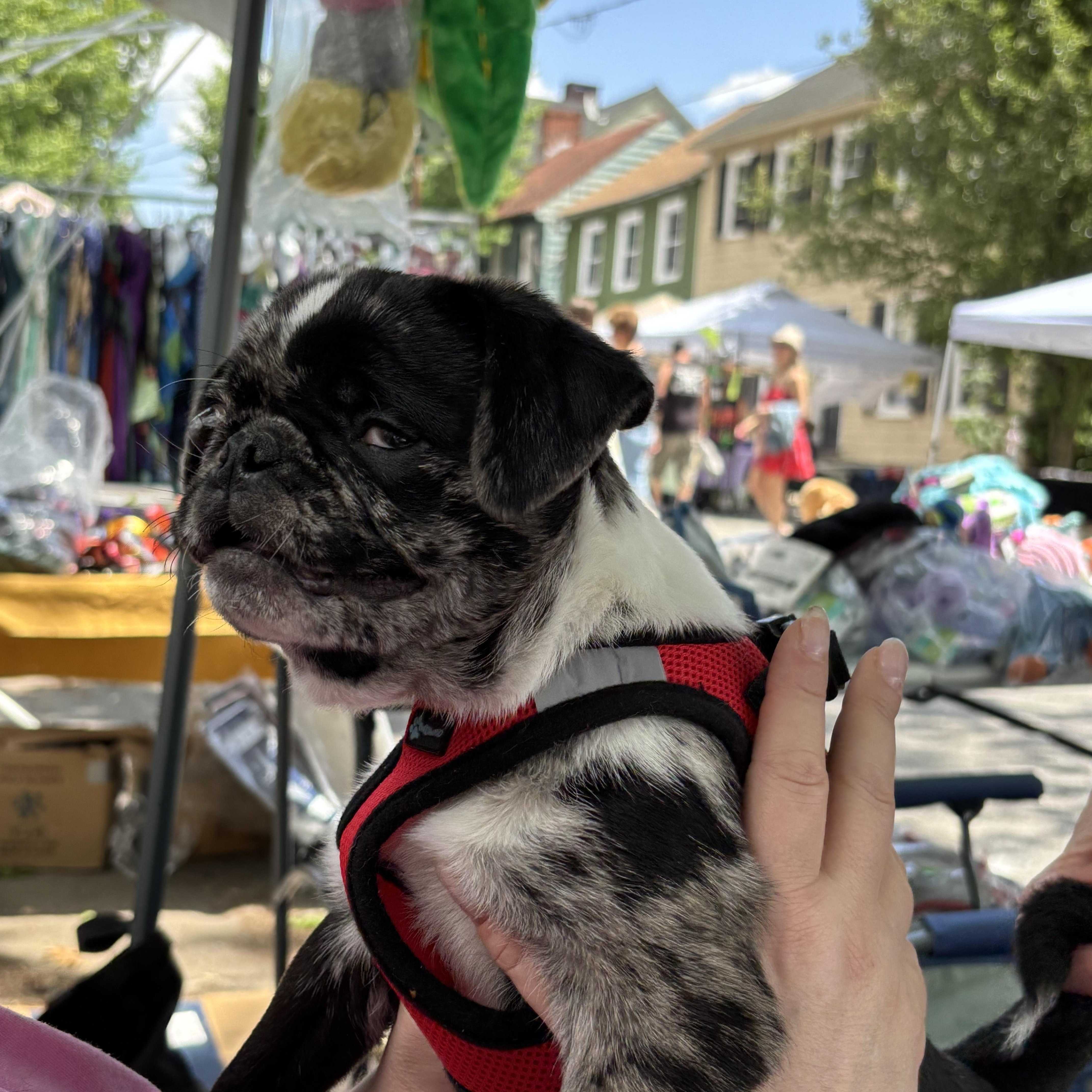 Enlarge Crosby  adoption pending!, a Adopted mixed breed in Lock Haven, PA image 3/4