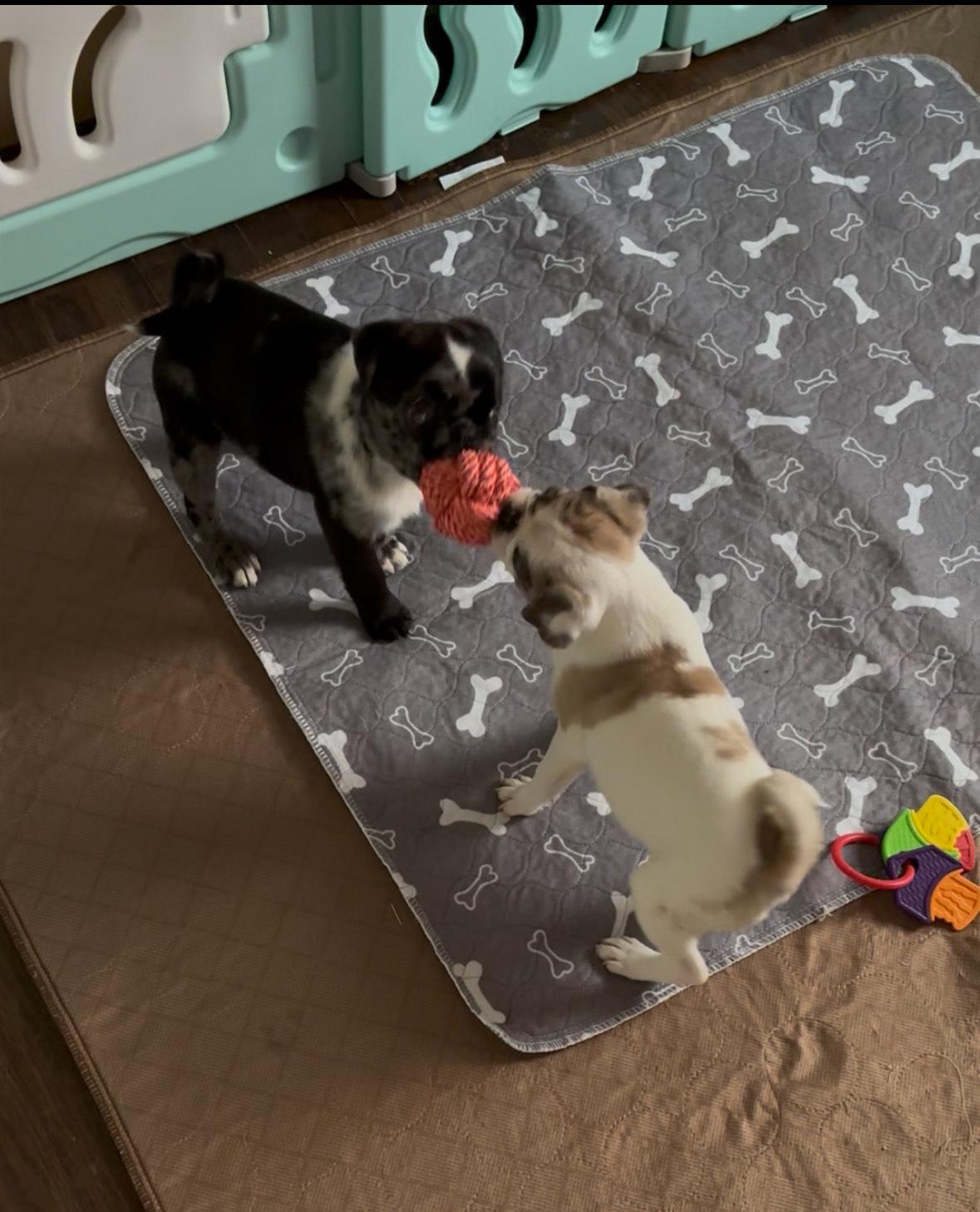 Enlarge Crosby  adoption pending!, a Adopted mixed breed in Lock Haven, PA image 4/4