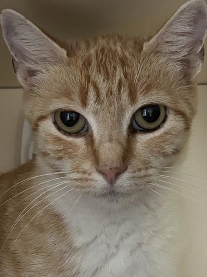 Sandie, Adoptable, Adult Female Domestic Short Hair.