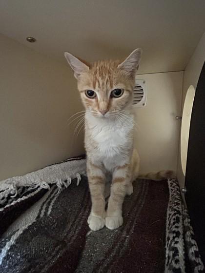 Enlarge Sandie, a Adoptable Domestic Short Hair in Hamilton, MT image 4/5