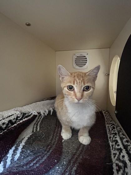 Enlarge Sandie, a Adoptable Domestic Short Hair in Hamilton, MT image 5/5