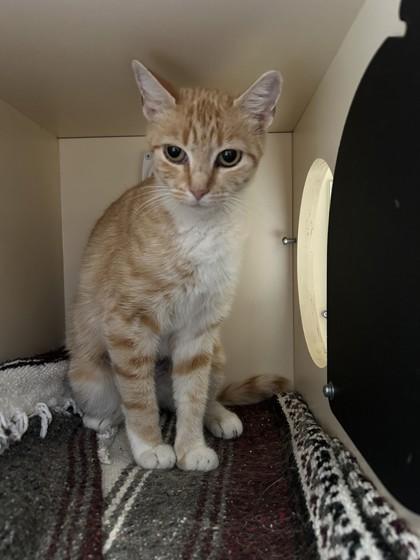 Enlarge Sandie, a Adoptable Domestic Short Hair in Hamilton, MT image 2/5